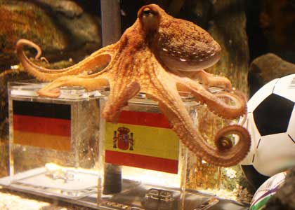Paul octopus